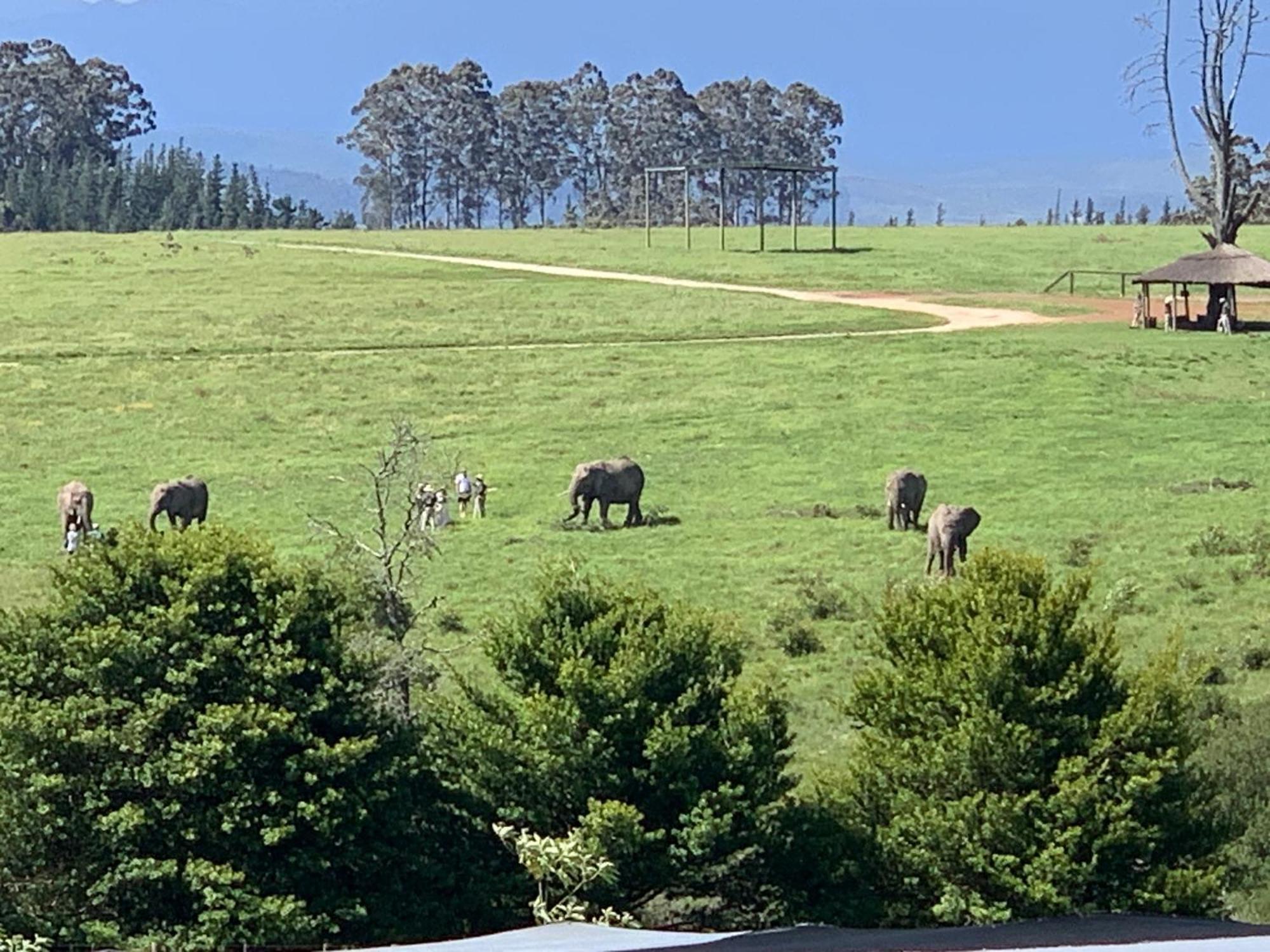 Elephant View Homestead Plettenberg Bay Esterno foto
